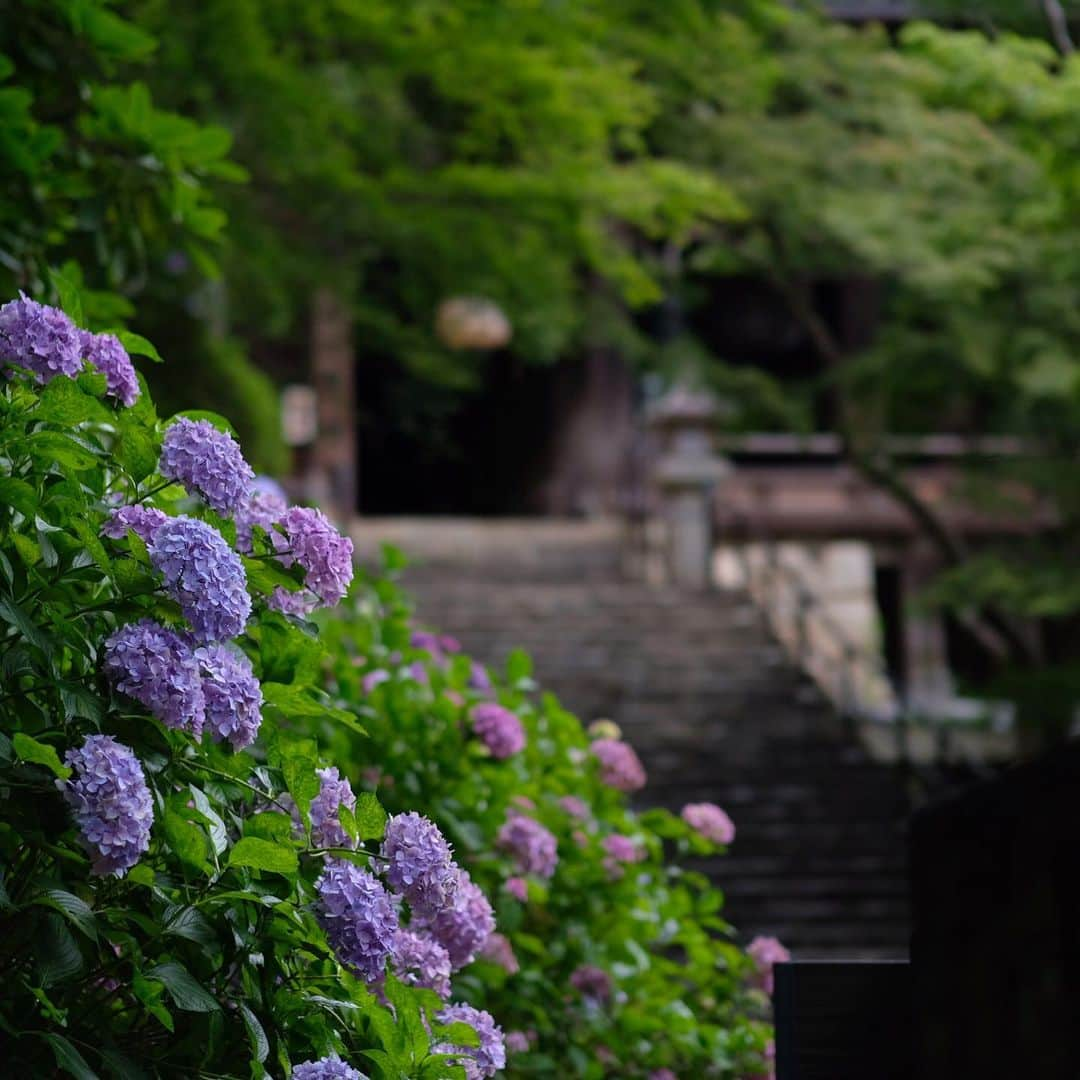 奈良 長谷寺 / nara hasederaさんのインスタグラム写真 - (奈良 長谷寺 / nara hasederaInstagram)「なお、色付きよろし  We were worried about the amount of rain, but it was good that there was no major disaster.  #Hydrangea got wet by a lot of rain and became darker in color.  #長谷寺 #奈良長谷寺 #総本山長谷寺 #花の御寺 #奈良 #hasedera #hasederatemple #temple #japan #japanesetraditional #pilgrimage #nara #tourism #sightseeing #japanesetemple #西国 #西国三十三所 #霊場 #巡礼 #四寺巡礼 #やまとびとツアーズ #長谷寺が好き #うましうるわし奈良」7月5日 17時54分 - hase_dera