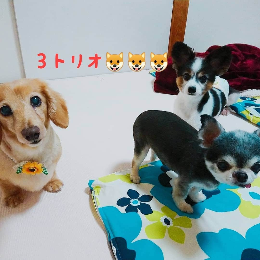 ピックさんのインスタグラム写真 - (ピックInstagram)「今日は、ピックトリミングしてきたよ❗ 、 ７月は、🌻🌻だよ🐶 、 その後、 アベニールのフルーツタルト持って 、 @5wanko ３トリオと、 幸ちゃんの誕生日を、お祝いしてきたよ❗ 、 お昼はキャッチで、7月３日に、、紹介された まかないカレーをごちそうになり、たかおとピックは、ずっとうろうろ一緒❗ 、 こじは、やっぱりぼっち。 、 ３トリオの思い、思いの動画見てね👍 、 #チワワ #パピヨン #誕生日 #おめでとう #おうちごはん #instadog #ilovedog #dogstagram #west_dog_japan #all_dog_japan #todayswanko #inulog #coolangel #ミニチュアダックス #ミニチュアダックスフンド #イヌスタグラム #いぬすたぐらむ #犬 #だいすき #美容 #ダイエット #いぬドル #かわいい #シニア犬 #14歳 #ピック #モデル犬 #イケワン #わんわん小学校」7月5日 18時11分 - pick09040904