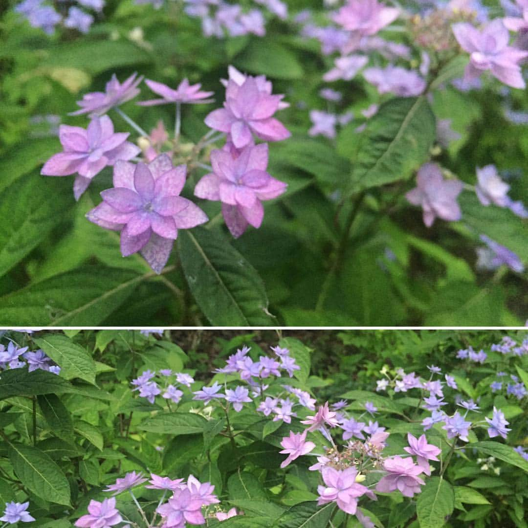 ほうとう 富士の茶屋さんのインスタグラム写真 - (ほうとう 富士の茶屋Instagram)「こんばんは、富士の茶屋です☂️ ・ 雨を受けて花壇のお花も生き生きしてきました🌼 こちらはヤマアジサイ、成長の途中ですが小ぶりな花がとても可愛らしいです✨ #ほうとう#富士の茶屋#あじさい#ヤマアジサイ#梅雨」7月5日 18時41分 - hoto_fujinochaya