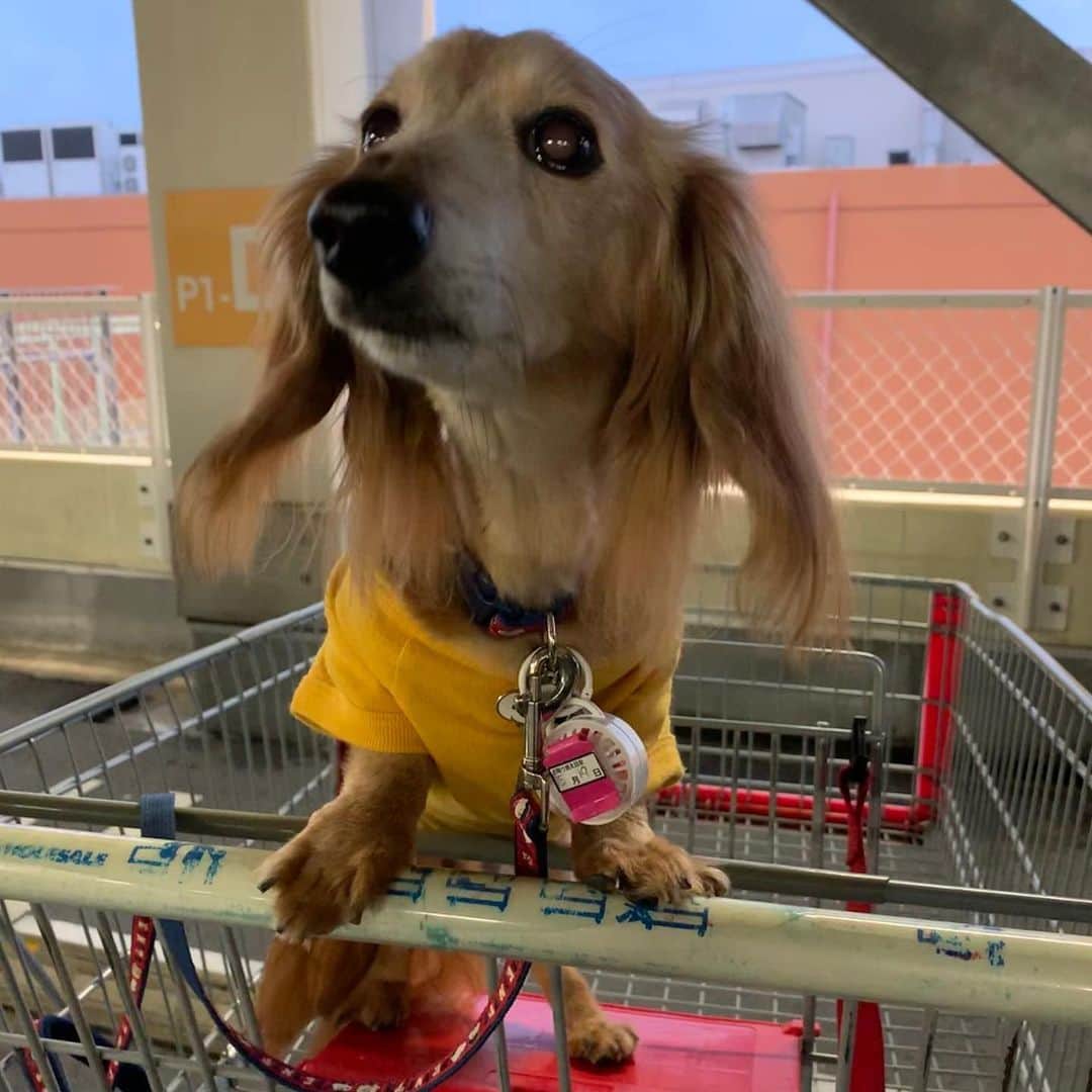 向日葵?のグルメインスタ