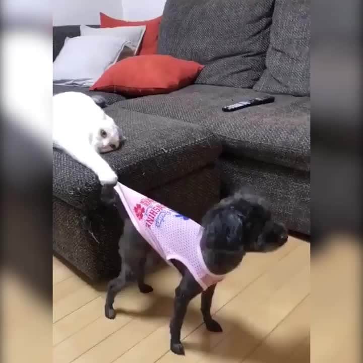 Aww Clubのインスタグラム