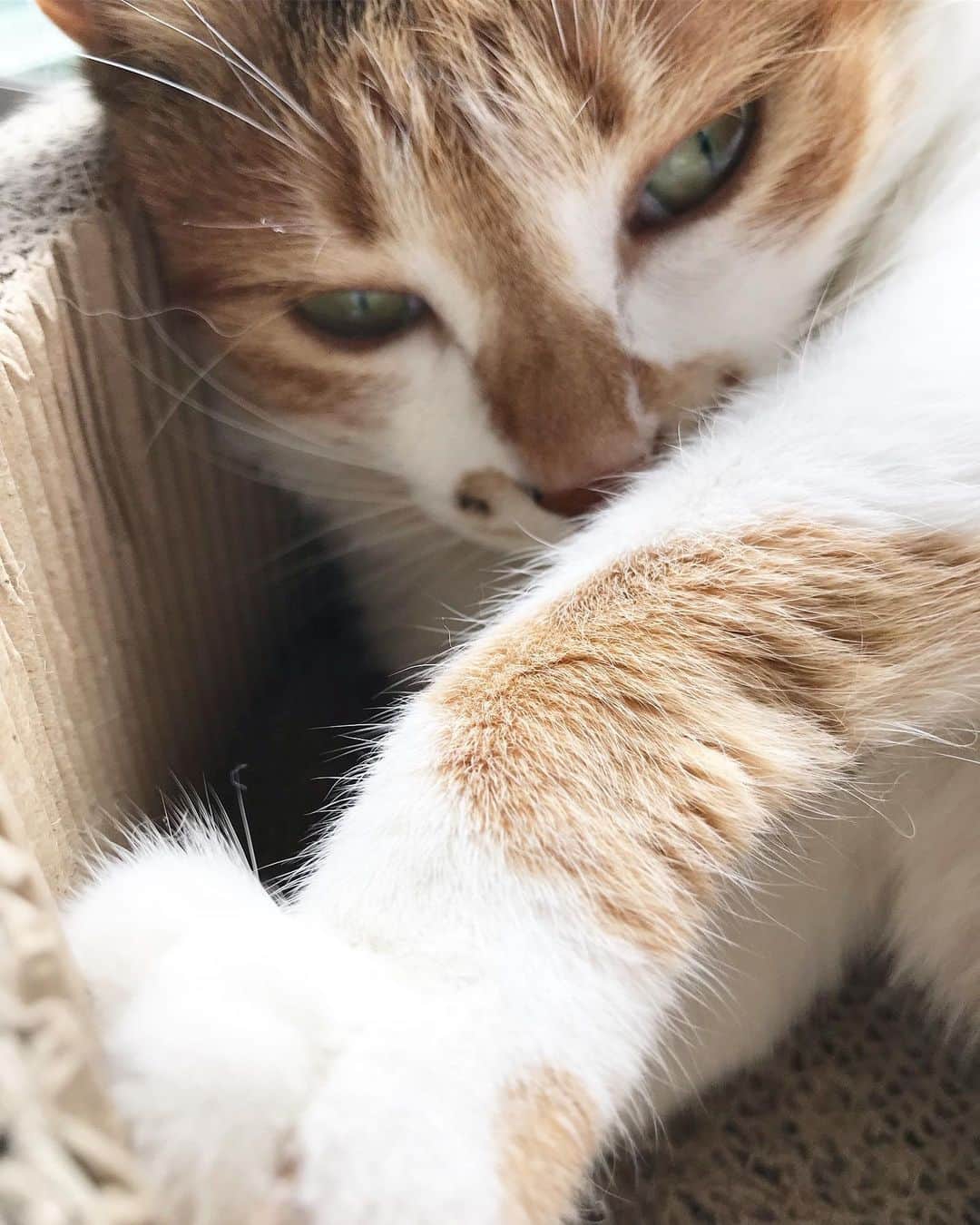 山田稔明さんのインスタグラム写真 - (山田稔明Instagram)「おはよ。 #ポチ実 #三毛猫 #チミあくび」7月5日 10時05分 - toshiakiyamada