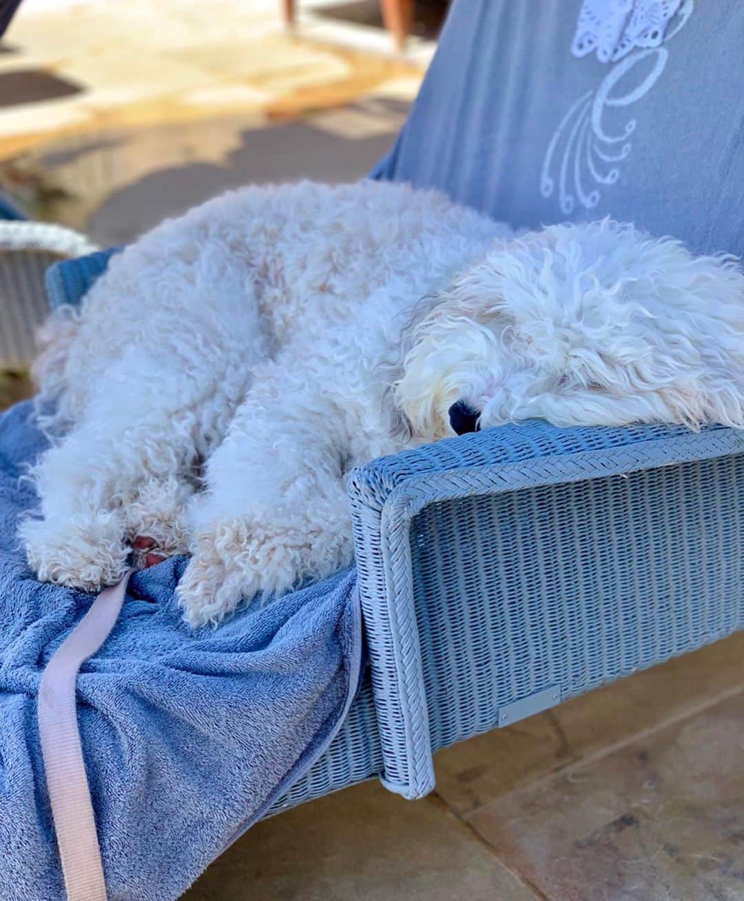 メリル・デイヴィスさんのインスタグラム写真 - (メリル・デイヴィスInstagram)「When you select hotels based on their “fur child” acceptance policy.... Thank you @belmondelencanto for helping us to include @sheepadoodle_bilbo on our mini-moon. 🤗」7月5日 10時11分 - meryledavis