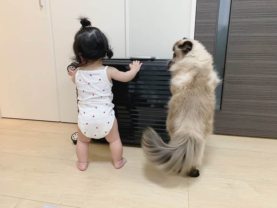 のインスタグラム：「2人して楽しそう👧🏻💓👧🏼🎶 . とりあえず、品質チェックしてくれてます😂👍ww . . . . . .  #プリュムのいる生活 #猫のいる暮らし  #ヒマラヤン  #赤ちゃんと猫  #ふわもこ部  #ヒマラニャンズ  #猫  #ねこ  #ペコねこ部  #仲良し #女子会 #キャリーケース #旅行  #girlstalk #🐈 #고양이  #kucing  #Кот #ilovecats  #sealpoint  #himalayancat  #catsofinstagram #catloversclub  #bestmeow  #bestcats_oftheworld  #weeklyfluff  #bestanimal #cutepetclub」