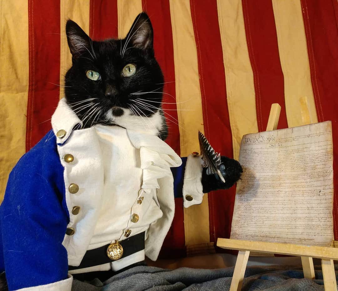 猫コスプレさんのインスタグラム写真 - (猫コスプレInstagram)「Have a happy and safe Fourth everyone!  #4thofjuly #FourthofJuly  #independenceday #hamilton #catcosplay」7月5日 10時23分 - cat_cosplay
