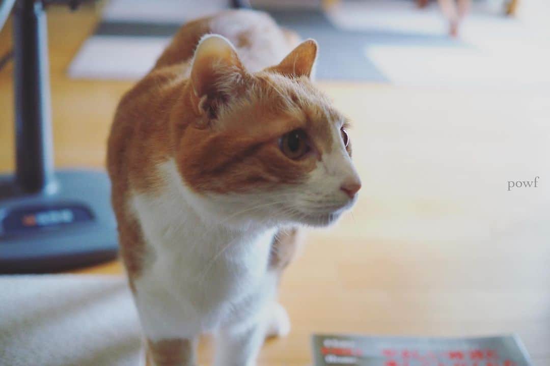 anemone_69のインスタグラム：「. #ハカセとキョウジュ #茶トラ白 #茶白 #cat #猫 #保護猫 . 𓃠 .」