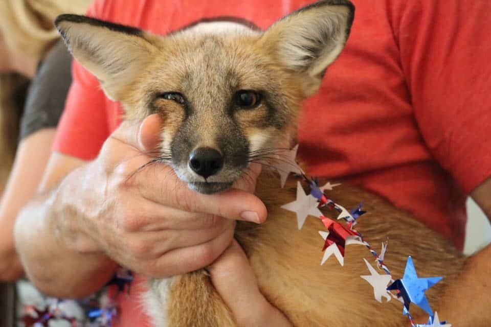 Rylaiさんのインスタグラム写真 - (RylaiInstagram)「Liberty Belle!! #ouramericangirl ❤️🇺🇸💙🎆🎇❤️🇺🇸💙🎆🎇 . . . #libertybelle #captivebred #rescuefox #rescueafox #saveafox #american #usa #redfox #vulpes #tamefox #libby #libbybelle #bsc」7月5日 10時45分 - jabcecc