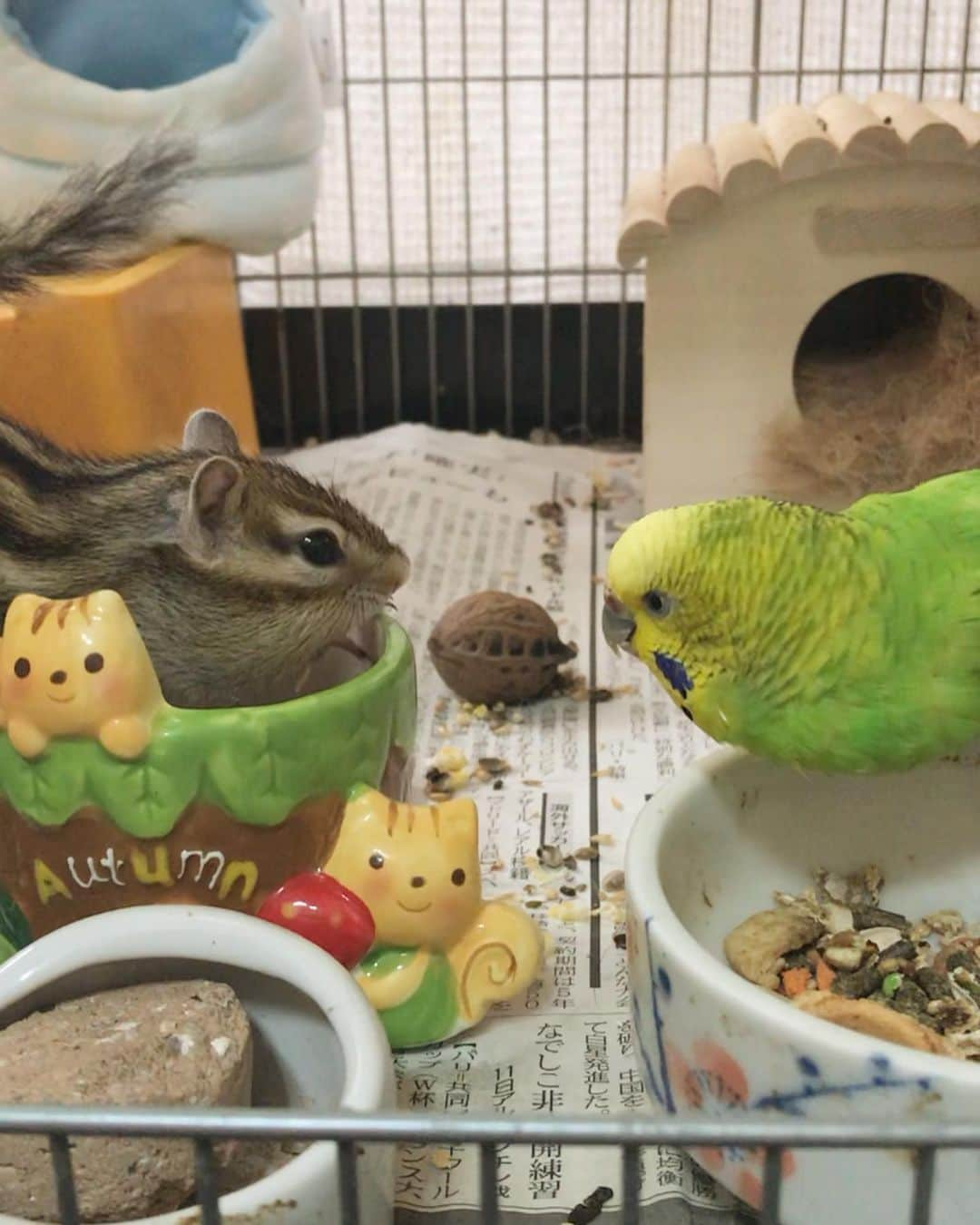 peace_0322さんのインスタグラム写真 - (peace_0322Instagram)「#リス#シマリス#インコ#セキセイインコ#ふわもこ部 お久しぶりのハムクーヘン😊 落ちちゃった？わざと落としたの？ #スワイプしてね  一緒に食べると美味しいね🐿🐤😋」7月5日 11時03分 - peace_0322