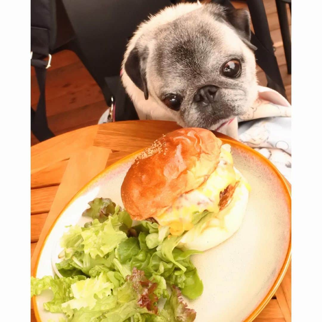 八兵衛のインスタグラム：「Hachibei & friend Guli🍔🍔🍔 * * 先週 ぐりちゃんと病院に行った帰りに ハンバーガー屋さんに寄ったの。 時折小雨の涼しい日で 奇跡的にテラスでくつろげたよ✨ * *ハンバーガーは ボリューミー😋🍔 かーちゃんはクアトロチーズ🧀 ぐりちゃんのおねいさんはアボカドなんとか🥑w * * ぐりちゃんぐりちゃんて 言ってますが 見た目も女の子みたいに 可愛いんだけど 男の子なんだよ〜👦🏻😆💖 二歳パイセンのぐりちゃん またカフェ行こうね〜☕️ * * #ほぼ黒パグ #おじいちゃん犬 #パグ #pug #puggy #puglife #puglove #petstagram #pugstagram #pugsofinstagram #pugs #dog #ふわもこ部  @igersjp #IGersJP #east_dog_japan #pecoイヌ部 #八兵衛 #はちべえ #朝ワンコ夕ニャンコ #犬とカフェ #ハンバーガー」