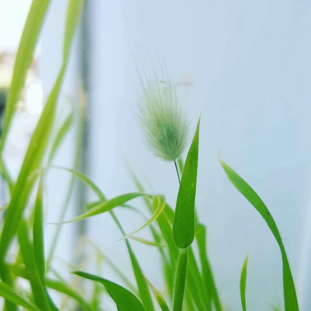 ガソリングラマーのインスタグラム