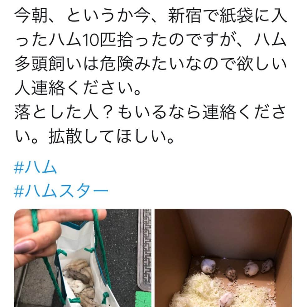 hamster_mocoさんのインスタグラム写真 - (hamster_mocoInstagram)「捨てハム絶対許せない😡💨 キミちゃんもお怒りのバツポーズ❌🐹💨 【補足→10匹全ての里親さんが決まったそうです😭💖】 ☺︎︎ 今朝めざましテレビで見た、雨の新宿で紙袋にギュウギュウ詰めに入れられて三角コーンに引っ掛けて捨てられていた10匹の可哀想なハムちゃんのニュースに朝から怒り心頭😡何故こんなひどいことが出来るんだろう…多頭飼育崩壊が招いた悲劇…本当に悲しくて涙が出ちゃいました😢 ☺︎︎ 幸いにもハムちゃん達を拾ってくださった20代の女性がTwitterで里親さん募集をしてくれて拡散され、拾って半日で10匹全部のハムちゃん達の里親さんが決まって引き取られて行かれたそうです😭💖🐹🐹🐹🐹🐹🐹🐹🐹🐹🐹✨本当に本当に良かったです😌 ☺︎︎ 気になってTwitterを見返していたら、その中には妊娠していた子もいたらしく(写真を見て、あぁこの子妊娠してるかな🥺と思ってたらやっぱり💦)里親さんの元で直ぐに赤ちゃんを産み落としたそうです。 もしもお腹を空かせたハム達がギュウギュウに詰まった紙袋の中で産み落としていたら…😱💦もう考えただけでもゾッとするし本当に拾ってくださった方、里親になってくださった方にありがとうと言いたいです😭🙌🏼💖 ☺︎︎ 長くなりましたが、最後に… 知識のない人の多頭飼いは絶対にやめて欲しいです🙅🏻これはハムちゃんに限らずなのですが、あまりにも無責任な飼い主が多過ぎて怒りを通り越して悲しさと悔しさが…😢 ･ 私は、インスタでこの事件を1人でも多くの方に知ってもらい、可愛いからとハムスター飼育の知識のない人が無責任に多頭飼育してしまうのを少しでも食い止められたら…という気持ちで…私にはこんな事くらいしかし出来ないからアップさせてもらいました🙏🏻朝から不愉快な気持ちにさせてしまいごめんなさい😢でももう二度と起こって欲しくないから涙をこらえながら書きました🥺💦 ☺︎︎ 拾われたハムちゃん達がみんなみんな幸せなハム生を送れますように😌🍀 2019.7.5 ☺︎︎ #ハムスターキミ#アルビノ#ハムスター#ジャンガリアンハムスター#ジャンガリアン#ジャンガリアンプディング#プディングジャンガリアン#イエロージャンガリアン#ふわもこ部 #モフモフ#ペット#ハムスタグラム #hamster#djungarian#hamstagram#hammy#happy_pets#PET_OF_OUR_WORLD#igersjp#ig_japan#instapet#weeklyfluff#kawaii#cute#仓鼠#정글리안#햄스터」7月5日 11時11分 - asahi.fl