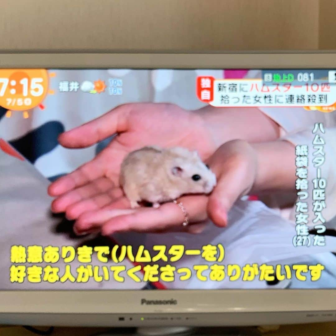 hamster_mocoさんのインスタグラム写真 - (hamster_mocoInstagram)「捨てハム絶対許せない😡💨 キミちゃんもお怒りのバツポーズ❌🐹💨 【補足→10匹全ての里親さんが決まったそうです😭💖】 ☺︎︎ 今朝めざましテレビで見た、雨の新宿で紙袋にギュウギュウ詰めに入れられて三角コーンに引っ掛けて捨てられていた10匹の可哀想なハムちゃんのニュースに朝から怒り心頭😡何故こんなひどいことが出来るんだろう…多頭飼育崩壊が招いた悲劇…本当に悲しくて涙が出ちゃいました😢 ☺︎︎ 幸いにもハムちゃん達を拾ってくださった20代の女性がTwitterで里親さん募集をしてくれて拡散され、拾って半日で10匹全部のハムちゃん達の里親さんが決まって引き取られて行かれたそうです😭💖🐹🐹🐹🐹🐹🐹🐹🐹🐹🐹✨本当に本当に良かったです😌 ☺︎︎ 気になってTwitterを見返していたら、その中には妊娠していた子もいたらしく(写真を見て、あぁこの子妊娠してるかな🥺と思ってたらやっぱり💦)里親さんの元で直ぐに赤ちゃんを産み落としたそうです。 もしもお腹を空かせたハム達がギュウギュウに詰まった紙袋の中で産み落としていたら…😱💦もう考えただけでもゾッとするし本当に拾ってくださった方、里親になってくださった方にありがとうと言いたいです😭🙌🏼💖 ☺︎︎ 長くなりましたが、最後に… 知識のない人の多頭飼いは絶対にやめて欲しいです🙅🏻これはハムちゃんに限らずなのですが、あまりにも無責任な飼い主が多過ぎて怒りを通り越して悲しさと悔しさが…😢 ･ 私は、インスタでこの事件を1人でも多くの方に知ってもらい、可愛いからとハムスター飼育の知識のない人が無責任に多頭飼育してしまうのを少しでも食い止められたら…という気持ちで…私にはこんな事くらいしかし出来ないからアップさせてもらいました🙏🏻朝から不愉快な気持ちにさせてしまいごめんなさい😢でももう二度と起こって欲しくないから涙をこらえながら書きました🥺💦 ☺︎︎ 拾われたハムちゃん達がみんなみんな幸せなハム生を送れますように😌🍀 2019.7.5 ☺︎︎ #ハムスターキミ#アルビノ#ハムスター#ジャンガリアンハムスター#ジャンガリアン#ジャンガリアンプディング#プディングジャンガリアン#イエロージャンガリアン#ふわもこ部 #モフモフ#ペット#ハムスタグラム #hamster#djungarian#hamstagram#hammy#happy_pets#PET_OF_OUR_WORLD#igersjp#ig_japan#instapet#weeklyfluff#kawaii#cute#仓鼠#정글리안#햄스터」7月5日 11時11分 - asahi.fl