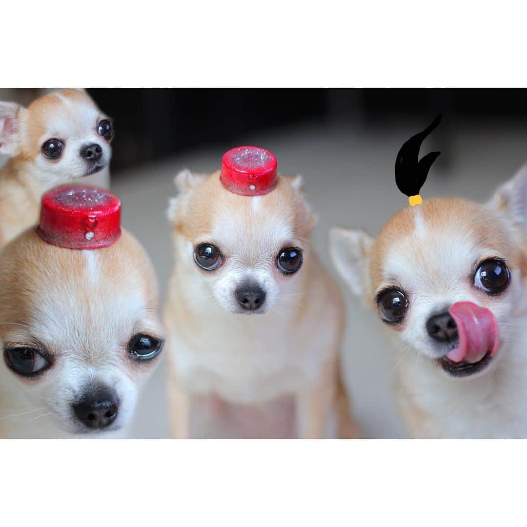 まち(Machi)のインスタグラム：「. I watched Aladdin🧞‍♂️ . アラジンの帽子を作りたかったんだけど ペットボトルの蓋は色塗ってもペットボトルの蓋だね。 ジャスミンとっても可愛かった❣️ . #chihuahua #chihuahuas #dog #instadog  #weeklyfluff #doglover #chihuahualove #ふわもこ部 #choco #azuki #omochi #チワワ #ちわわ #犬 #スムチー #ロンチー #ちわすたぐらむ #いぬすたぐらむ #ちわわ部 #ウィルスミスちょっと似てる」