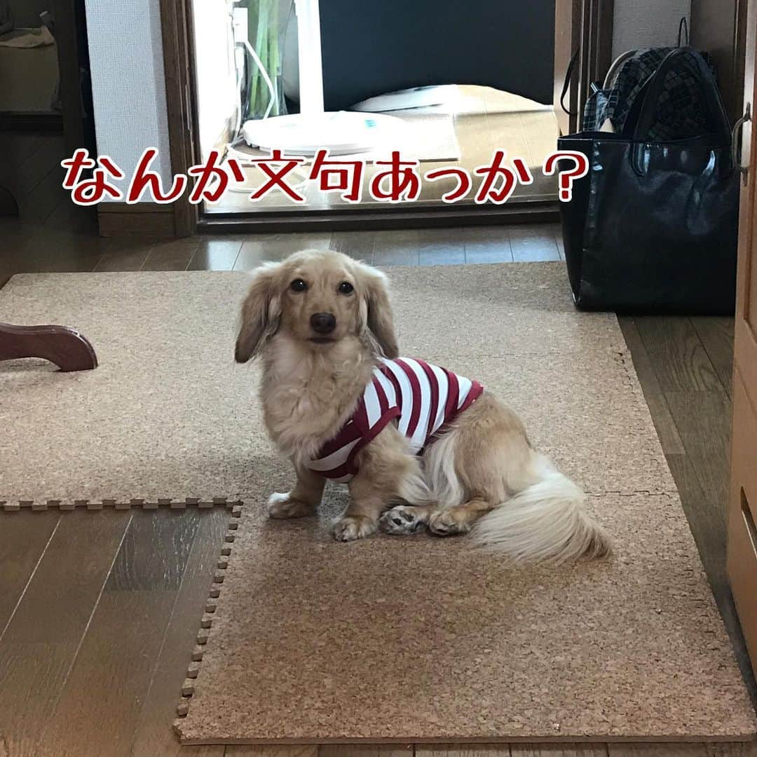 メルロコ一家の楽屋裏さんのインスタグラム写真 - (メルロコ一家の楽屋裏Instagram)「モコちゃん、女帝街道真っしぐらだ！ #モコ#女帝#小女帝#でも寂しがり屋 #ブログにも来てね#メルロコ一家の横須賀ストーリー#メルロコモコどん#ミニチュアダックスフンド#ミニチュアダックス#ダックスフンド#ダックス#多頭飼い#横須賀暮らし#instadog#僕どんちゃん」7月5日 11時32分 - merulocomocodon