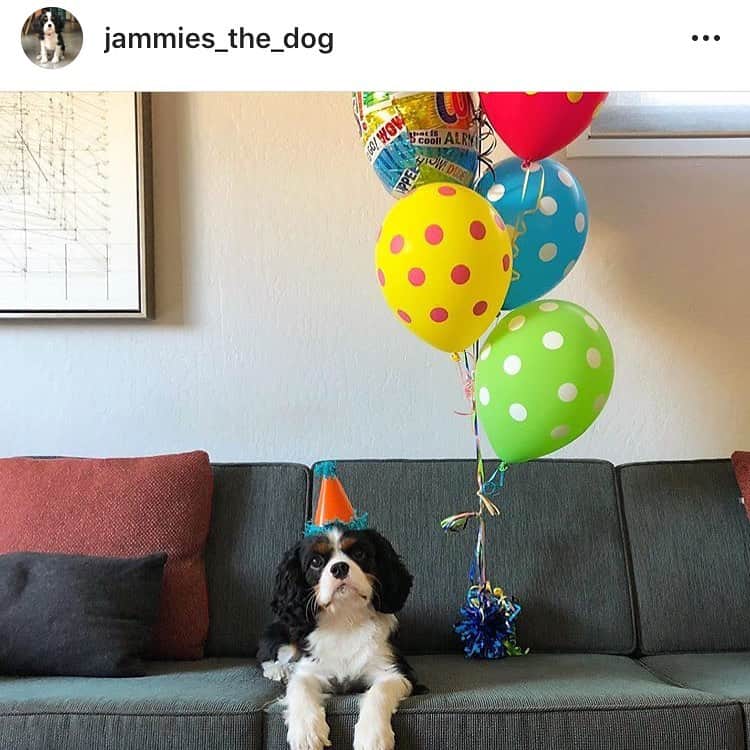 Dogs by Ginaのインスタグラム：「Happy Birthday to my favorite Cavalier @jammies_the_dog ❤️🐾」