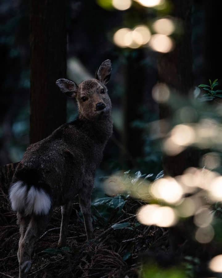 Short Tripさんのインスタグラム写真 - (Short TripInstagram)「like!＆コメント大歓迎！⠀ Photo by @r.iri_photo.⠀ .⠀ Original Post⠀ https://www.instagram.com/p/ByHqee_AqlX/⠀ ⠀ 本アカウントは、#photo_shorttrip をつけてInstagramに投稿された皆さんの記憶に残る素敵な「旅の一枚」をご紹介しています。また、「Short Trip」Facebookページでも作品をご紹介＆受付中！⠀ ご投稿いただく際は、撮影機材（カメラやレンズの名前）も是非ご記載ください。（撮影機材情報は作品選定には影響しません）⠀ ⠀ #photo_shorttrip #小旅行 #shorttrip #short_trip #旅 #旅行 #写真 #photo #travelphoto #travelphotos #travelphotography⠀ Follow: @photo_shorttrip」7月5日 12時00分 - photo_shorttrip