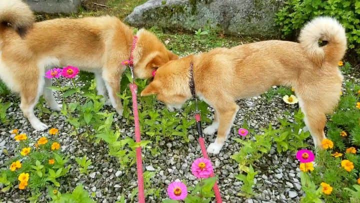 柴犬たま Shibainu Tamaのインスタグラム