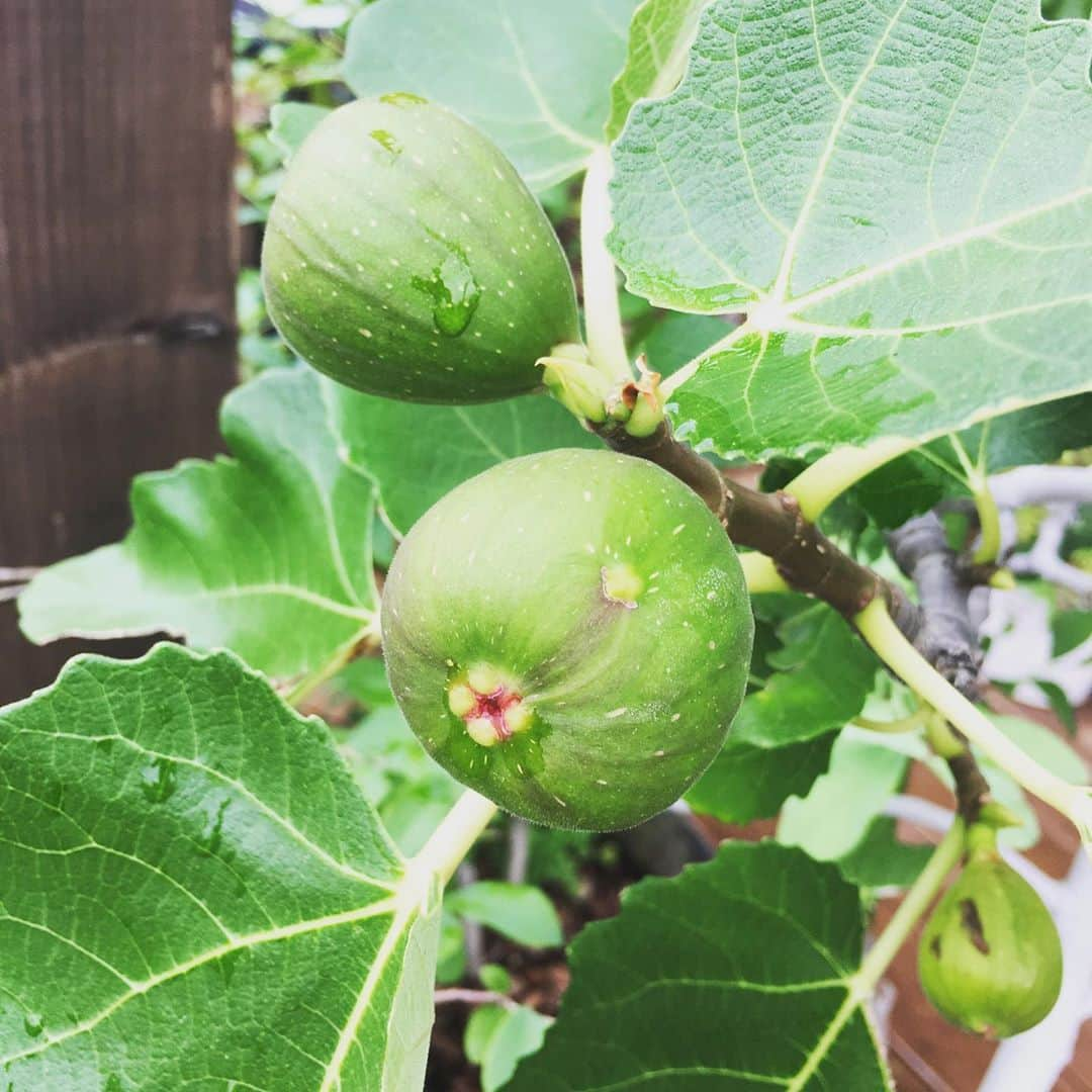 高岡早紀 さんのインスタグラム写真 - (高岡早紀 Instagram)「"イチヂクやブトウ"の木の実が大きくなってきたよ。 #早紀おウチガーデニング」7月5日 12時15分 - saki_takaoka