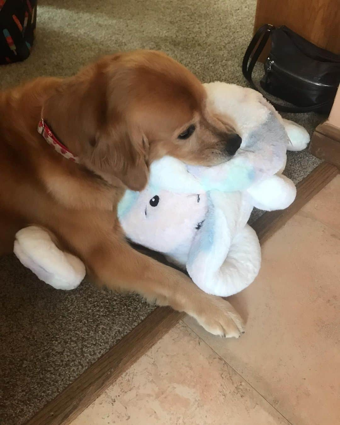 モヒートさんのインスタグラム写真 - (モヒートInstagram)「Today is my best friend’s birthday!! Happy 5th Birthday Tanqueray!! We bought her a new giant octopus and she loves it (tango has to sleep sucking an octopus. Always an 🐙) ------------------------------- #goldensofig #goldenretriever  #goldenretrieversofinstagram #betterwithpets #dogsofig  #dogsofinstagram #fluffypack #gloriousgoldens #welovegoldens #ilovemydog #goldenlife #bestwoof #ProPlanDog #ilovegolden_retrievers #mydogiscutest #retrieversgram #dogsofcle」7月5日 12時28分 - mojito_rose_family