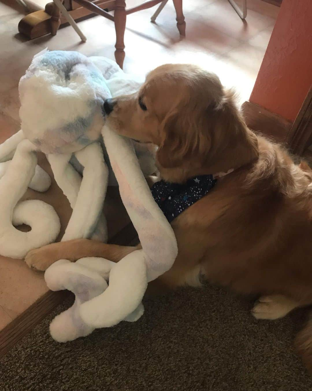 モヒートさんのインスタグラム写真 - (モヒートInstagram)「Today is my best friend’s birthday!! Happy 5th Birthday Tanqueray!! We bought her a new giant octopus and she loves it (tango has to sleep sucking an octopus. Always an 🐙) ------------------------------- #goldensofig #goldenretriever  #goldenretrieversofinstagram #betterwithpets #dogsofig  #dogsofinstagram #fluffypack #gloriousgoldens #welovegoldens #ilovemydog #goldenlife #bestwoof #ProPlanDog #ilovegolden_retrievers #mydogiscutest #retrieversgram #dogsofcle」7月5日 12時28分 - mojito_rose_family