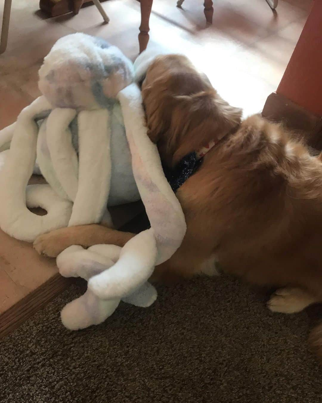 モヒートさんのインスタグラム写真 - (モヒートInstagram)「Today is my best friend’s birthday!! Happy 5th Birthday Tanqueray!! We bought her a new giant octopus and she loves it (tango has to sleep sucking an octopus. Always an 🐙) ------------------------------- #goldensofig #goldenretriever  #goldenretrieversofinstagram #betterwithpets #dogsofig  #dogsofinstagram #fluffypack #gloriousgoldens #welovegoldens #ilovemydog #goldenlife #bestwoof #ProPlanDog #ilovegolden_retrievers #mydogiscutest #retrieversgram #dogsofcle」7月5日 12時28分 - mojito_rose_family