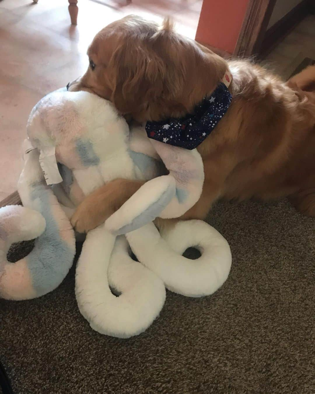 モヒートさんのインスタグラム写真 - (モヒートInstagram)「Today is my best friend’s birthday!! Happy 5th Birthday Tanqueray!! We bought her a new giant octopus and she loves it (tango has to sleep sucking an octopus. Always an 🐙) ------------------------------- #goldensofig #goldenretriever  #goldenretrieversofinstagram #betterwithpets #dogsofig  #dogsofinstagram #fluffypack #gloriousgoldens #welovegoldens #ilovemydog #goldenlife #bestwoof #ProPlanDog #ilovegolden_retrievers #mydogiscutest #retrieversgram #dogsofcle」7月5日 12時28分 - mojito_rose_family