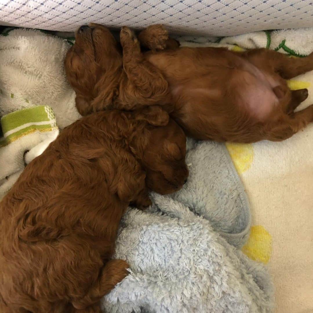 ももちゃん & まろんたんのインスタグラム：「早く起きて遊ぼうよぉってペロペロするキナちゃん☺️ 眠いけどくすぐったくて足ピーンなモカちゃん✨ 名前が決まりました😊❣️」