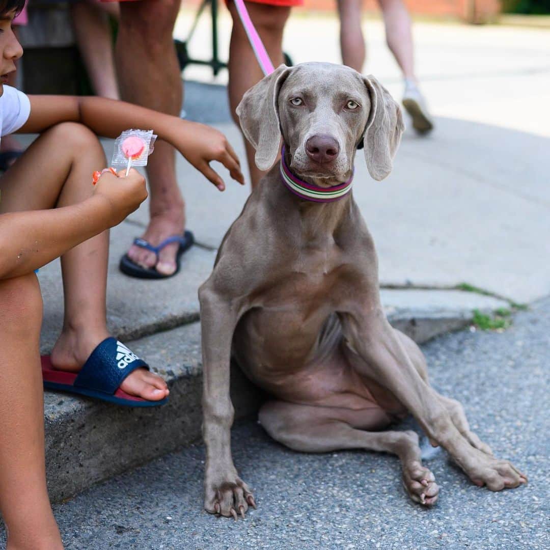 The Dogistさんのインスタグラム写真 - (The DogistInstagram)「Gracie, Weimaraner, Water Street, Woods Hole, MA • “We call her the Gray Ghost.”」7月5日 12時51分 - thedogist