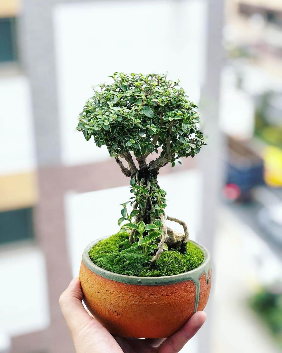 金成公信のインスタグラム：「苔がいい感じ。#moss #コウチョウギ #香丁木 #serissajaponic #盆栽 #bonsai #bonsaijapan #japanesebonsai #wabisabi #bonsailovers #bonsailife #bonsaitree #bonsaiart #bonsaigram #bonsaiworld #plants #tree #greenlife #greenlifestyle #groot」