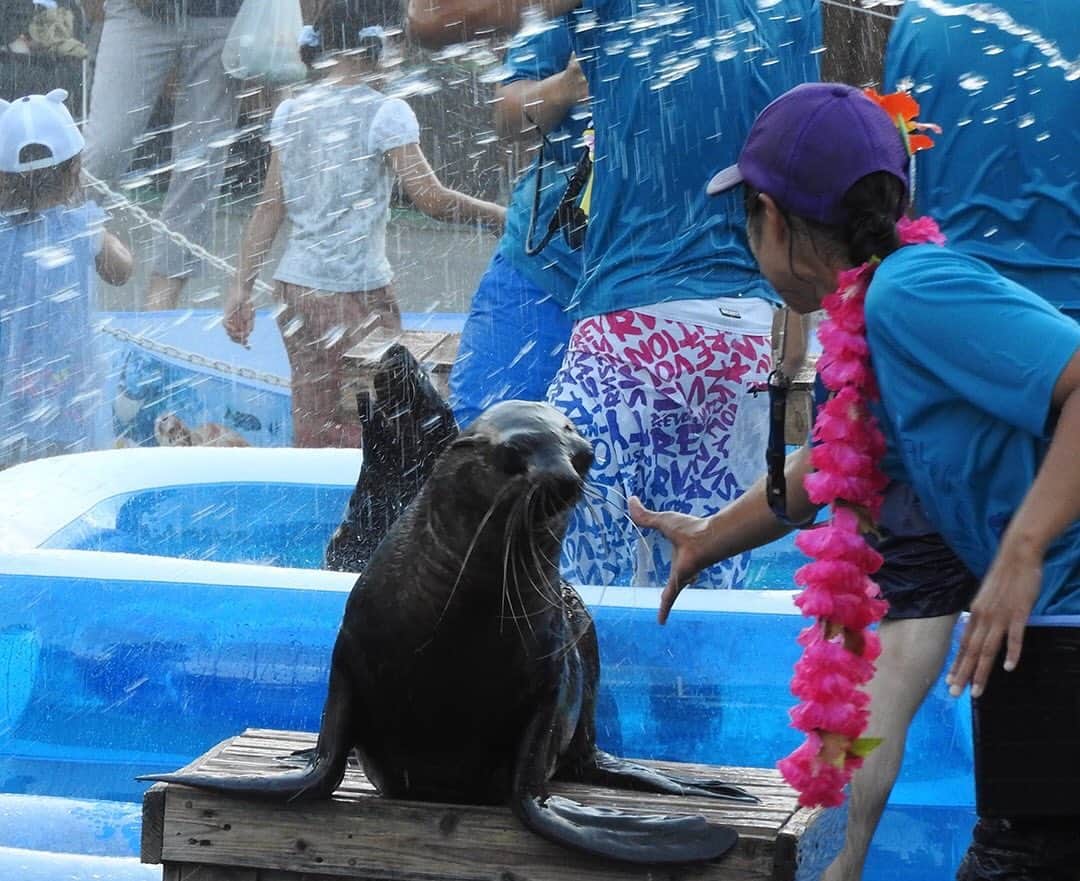TOBU RAILWAY（東武鉄道）さんのインスタグラム写真 - (TOBU RAILWAY（東武鉄道）Instagram)「. 🚩Tobu Zoo 🚩東武動物公園 🚩도부동물공원 . . [Let's go to Tobu Zoo in summer!] . From firework festivals to water splashing contests with seals, there are plenty of events at the Tobu Zoo during the summer.  The park also has a pool, and you're sure to be able to have fun all day long. Date of the fireworks display: August 3 (Sat), 10 (Sat), 17 (Sat), 2019 Date of the water splashing contests with seals: July 14 (Sun), 21 (Sun), 28 (Sun), August 3 (Sat), 10 (Sat) and 17 (Sat) Time: 5:00pm ~ about 15 mins ※Limited to 100 participants in 50 groups. . . 【여름에는 도부동물공원에 가자!】 . 여름 도부동물공원에는 불꽃놀이 대회나 물개와 물뿌리기 대회 등 이벤트가 가득합니다! 수영장도 함께 있어 하루 종일 즐길 수 있습니다. 불꽃놀이 대회 개최일: 2019년 8월 3일(토), 10일(토), 17일(토) 물개와 물뿌리기 대회 개최일: 7월 14일(일), 21일(일), 28일(일), 8월 3일(토), 10일(토), 17일(토) 개최시간: 17:00~약 15분 ※참가는 약 50팀 100분 한정 . . . #tobujapantrip #japan #tobuzoo #animallovers #seelions #japanlandscape  #photo_shorttrip #photo_travelers  #jp_gallery #instatravel #worldcaptures #nationalgeographic#visitjapan #travelingram #bestjapanpics #lovejapan #japan_of_insta #art_of_japan_  #beautifuljapan #도쿄 #동물원#여행스타그램 #여행 #일본여행 #여행기록 #여행스냅 #일본체험 #도부동물공원」7月5日 13時10分 - tobu_japan_trip