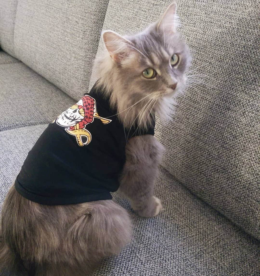 Nila & Miloさんのインスタグラム写真 - (Nila & MiloInstagram)「That time Nila joined a biker gang. 😂😻 #bikerchick #backpatch #cats」7月5日 14時20分 - nilamilo