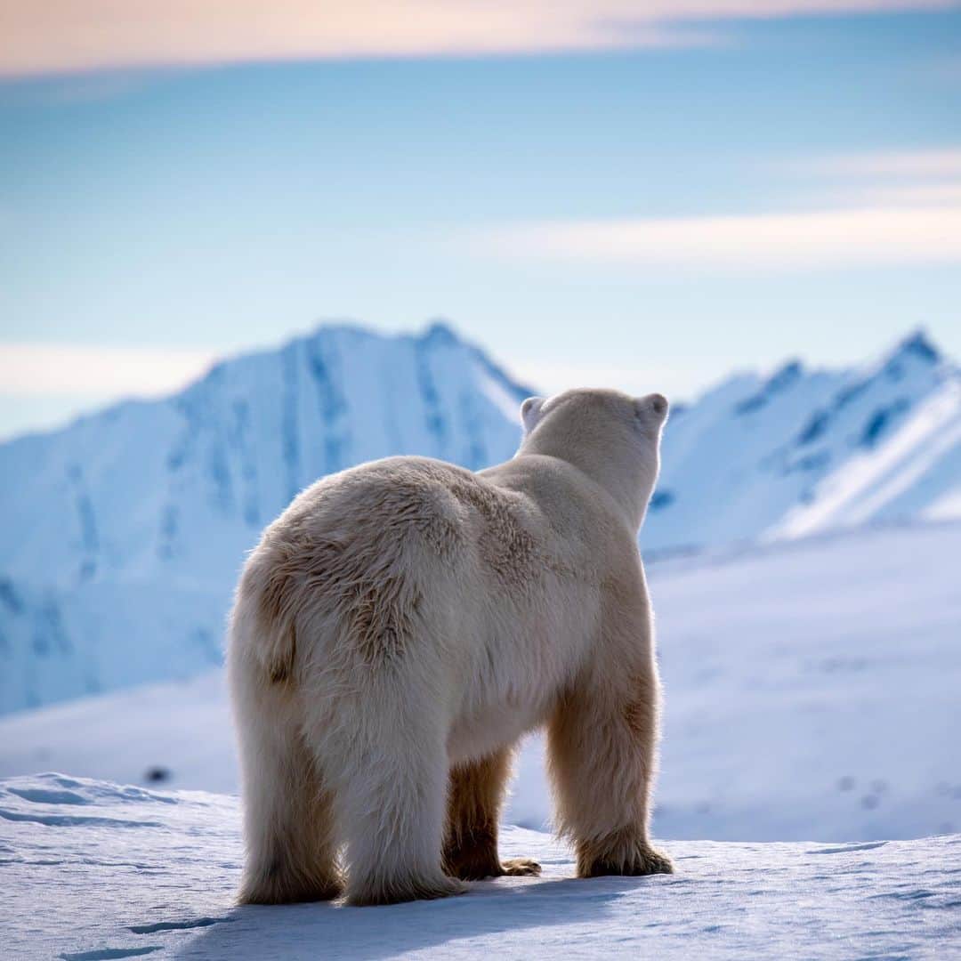 Nikon Australiaさんのインスタグラム写真 - (Nikon AustraliaInstagram)「“On a recent trip to the remote islands of Svalbard, within 10 degrees of the North Pole, our photo expedition came across an enormous adult male polar bear.  While cautious at first he soon became more curious and eventually gave us every pose and behaviour we could think of. He earned himself the nickname Poser Bear. He generously spent nearly two hours with us before our guides decided we should let him be.  As we sailed away to let him sleep peacefully against a backdrop of Arctic mountains I couldn't help but get emotional about what we had just witnessed. A small group of us alone at the top of the world with one of nature's most powerful and majestic creatures. It's hard not to feel spiritual about moments like this." - @brendanbyr  Camera: Nikon #D850 Lens: AF-S NIKKOR 80-400 f/4.5-5.6 ED VR lens Image 1 Settings:  1/500s | f/16 | ISO 320 | 400mm Image 2 Settings: 1/320s | f/8 | ISO 100 | 400mm Image 3 Settings: 1/800s | f/8 | ISO 100 | 400mm  #MyNikonLife #Nikon #NikonAustralia #NikonTop #Photography #DSLR #Nikkor #MyNikkor #NikonPhotography #WildlifePhotography」7月5日 14時23分 - nikonaustralia
