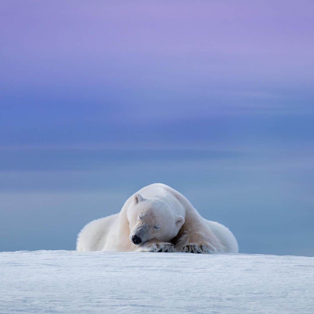 Nikon Australiaさんのインスタグラム写真 - (Nikon AustraliaInstagram)「“On a recent trip to the remote islands of Svalbard, within 10 degrees of the North Pole, our photo expedition came across an enormous adult male polar bear.  While cautious at first he soon became more curious and eventually gave us every pose and behaviour we could think of. He earned himself the nickname Poser Bear. He generously spent nearly two hours with us before our guides decided we should let him be.  As we sailed away to let him sleep peacefully against a backdrop of Arctic mountains I couldn't help but get emotional about what we had just witnessed. A small group of us alone at the top of the world with one of nature's most powerful and majestic creatures. It's hard not to feel spiritual about moments like this." - @brendanbyr  Camera: Nikon #D850 Lens: AF-S NIKKOR 80-400 f/4.5-5.6 ED VR lens Image 1 Settings:  1/500s | f/16 | ISO 320 | 400mm Image 2 Settings: 1/320s | f/8 | ISO 100 | 400mm Image 3 Settings: 1/800s | f/8 | ISO 100 | 400mm  #MyNikonLife #Nikon #NikonAustralia #NikonTop #Photography #DSLR #Nikkor #MyNikkor #NikonPhotography #WildlifePhotography」7月5日 14時23分 - nikonaustralia
