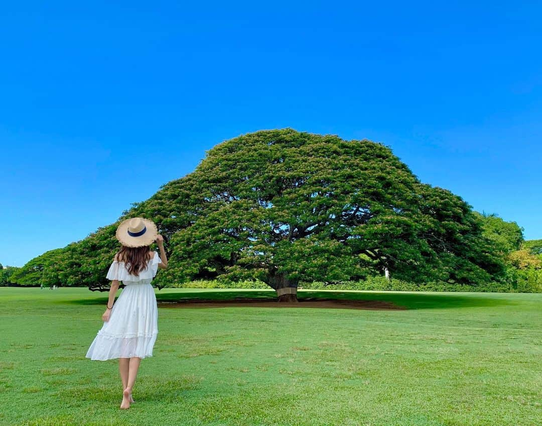 美波千夏さんのインスタグラム写真 - (美波千夏Instagram)「この木なんの木気になる木〜名前もない木ですから〜 と言いつつ“日立の木”と紹介されました。 天気最高です！ . . . . . . 🌎📍ハワイ モアナルアガーデンズパーク ✈︎=====================================☆ #hawaii #ハワイ  #モアナルアガーデンズパーク #MoanaluaGardens #인물 #肖像  #asiangirl  #japanesegirl #me #followme #follow ✈︎=====================================☆」7月5日 14時35分 - chinatsu_minami