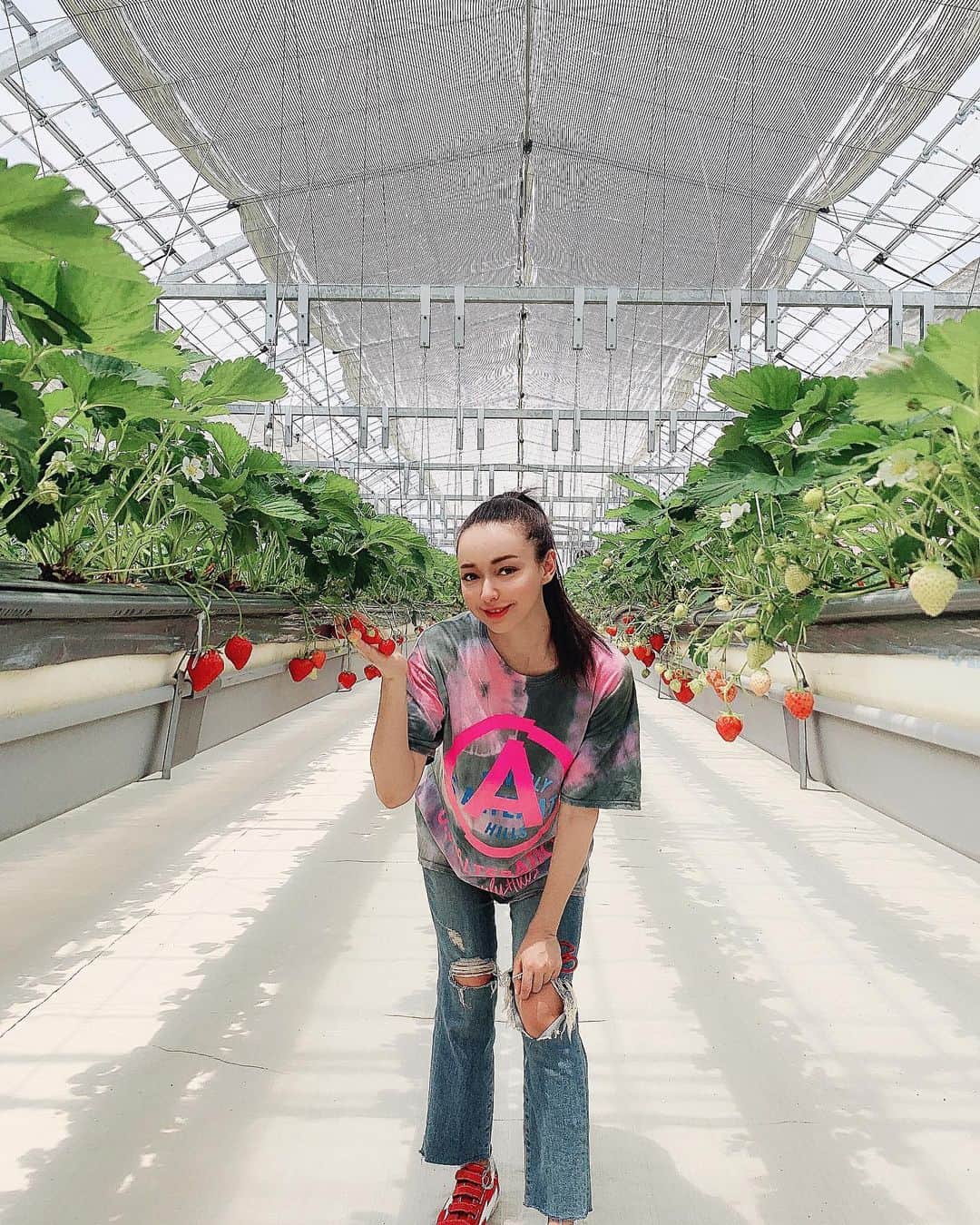 吉田セイラのインスタグラム：「イチゴ狩りに行ってきたよ🍓 つぎは、ブドウ狩りいってみたい🍇🍇🍇 夏にビニールハウスは危険！暑すぎていちごたべれなかった☀️☀️☀️☀️ #strawberry #hot #happy #goodvibesonly #mood #healthylifestyle #fun #fruit #love #sweet」