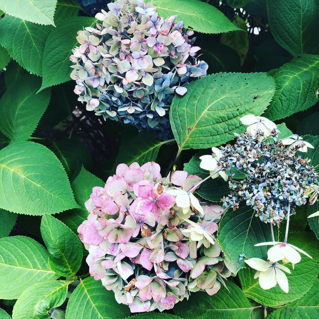 谷口崇さんのインスタグラム写真 - (谷口崇Instagram)「くすみ切る前の紫陽花に言いようのない魅力を感じます。いい季節。でも、七夕の夜は晴れて〜泣。  2019年7月7日（日） 【公演名】「谷口崇 七夕ライブ2019」 【会場】東京 新宿 Sact! 【出演】谷口崇：Vo, AG、ミゲル：B、KISHI-YAN：Dr 【時間】open 18:30 start 19:00 【料金】予約 ¥3,500  当日 ¥3,800（1drink別） 【WEB】www.sactsow.com 【住所】新宿区新宿6丁目28-8 ラ・ベルティ新宿B1 【TEL】050-7510-5158 【予約】Sact!、またはhttp://taniguchitakashi.jimdo.com ※当日、会場内は禁煙になります。  #谷口崇高い声 #谷口崇 #弾き語り #弾き語りライブ #矢口渡 #cafetheend #sweegie #七夕ライブ #谷口トリオ崇」7月5日 15時46分 - sweetbabytt