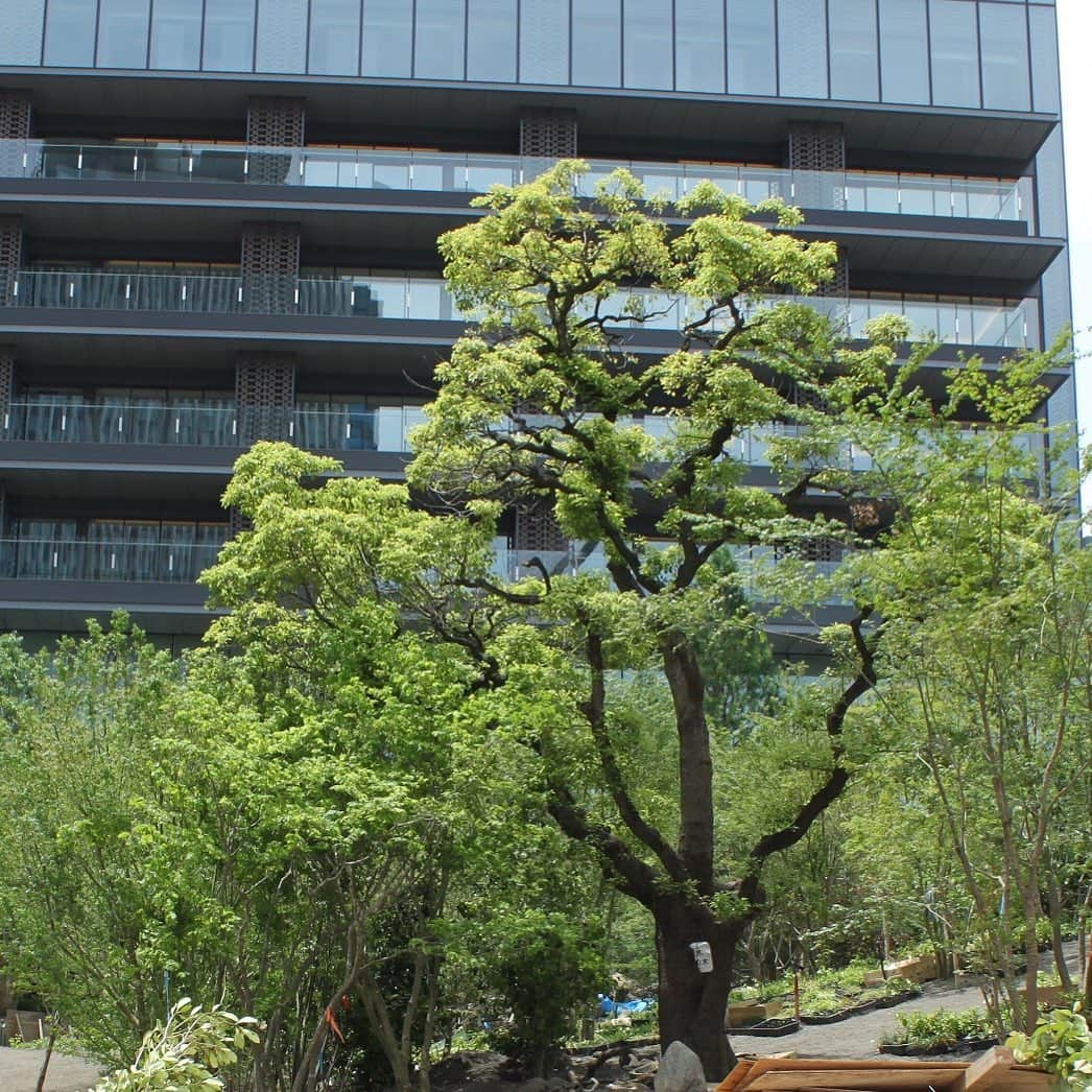 ホテルオークラ東京 Hotel Okura Tokyoさんのインスタグラム写真 - (ホテルオークラ東京 Hotel Okura TokyoInstagram)「あの日見た木がここに🌲 Trees you saw before moved here.  #植樹 #2019 #銀杏 #シンボル #日本庭園　#1.3ha #敷地面積 #約半分 #四季折々 #水の道  #オークラスクエア #起点 #theokuratokyo #開業 #9月12日 #plant #gingko #symbol #japanese #garden #1.3ha #okurasquare #starting #point #waterroad  #open #sep12 #touchtheokura #thelegendliveson」7月5日 15時47分 - theokuratokyo