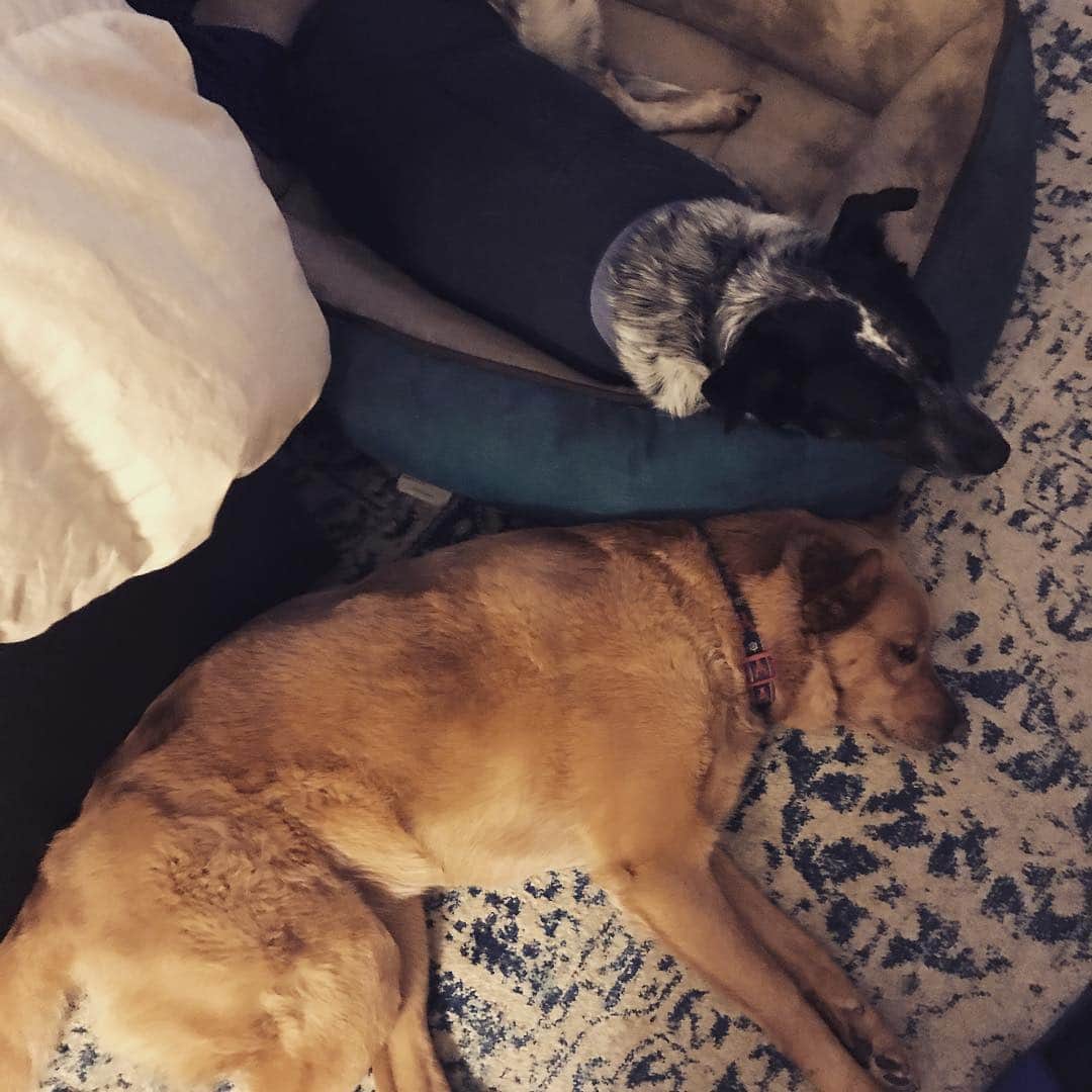 マイケル・グラント・テリーのインスタグラム：「I’m grateful that these two have each other. I’m also grateful for our #military and all those who have served. This is an evening of celebration, but also a tough night for people or dogs who suffer from #ptsd . #losangeles fireworks tonight have been brutal. Let’s figure out a better way to celebrate」
