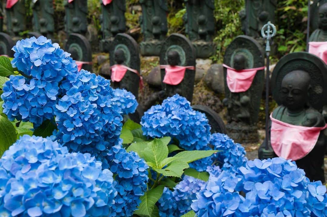 福島県さんのインスタグラム写真 - (福島県Instagram)「来て！ 高林寺のアジサイ  広い境内に約5000株が植えられ、 6月下旬から7月中旬にかけて多彩な色の花を咲かせます。また、周囲の沿道もアジサイロードとして約5kmに渡りアジサイが植えられています。 #二本松市 #アジサイ #高林寺 #紫陽花 #福島 #ふくしま #ふくしまからはじめよう #来て #fukushima #futurefromfukushima #japantrip #fukushimatrip  #traveljapan #instagramjapan #japan_of_insta  #insta_fukushima  #special_spot_」7月5日 17時08分 - realize_fukushima