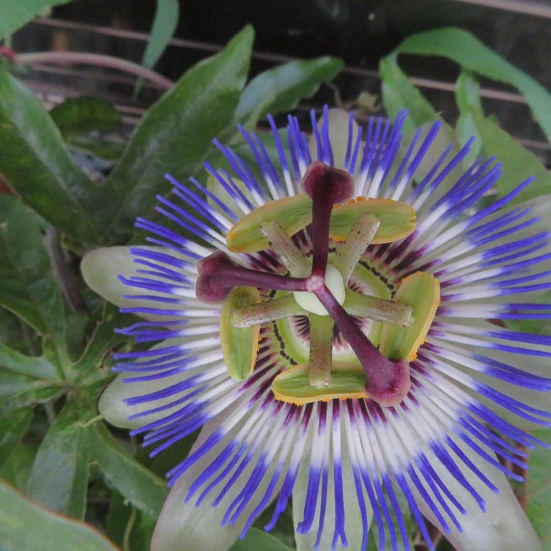 魔女菅原のグルメインスタ