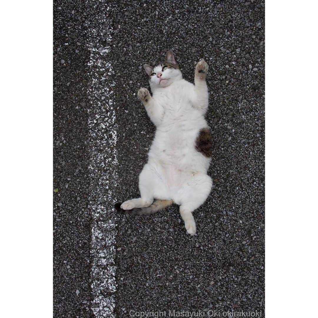 Masayukiさんのインスタグラム写真 - (MasayukiInstagram)「やや並行。  #cat #ねこ」7月5日 17時06分 - okirakuoki