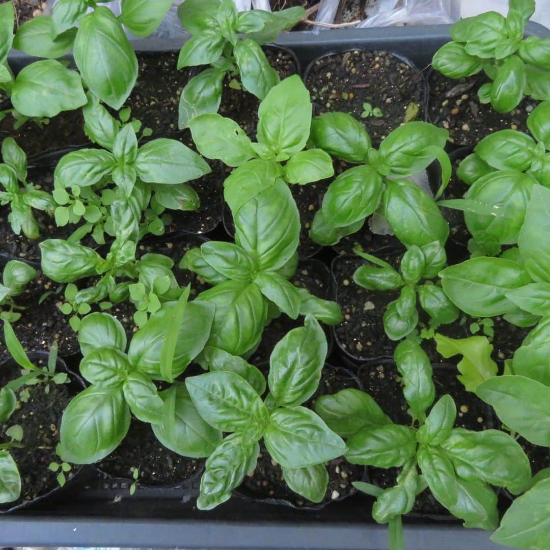 魔女菅原のグルメインスタ