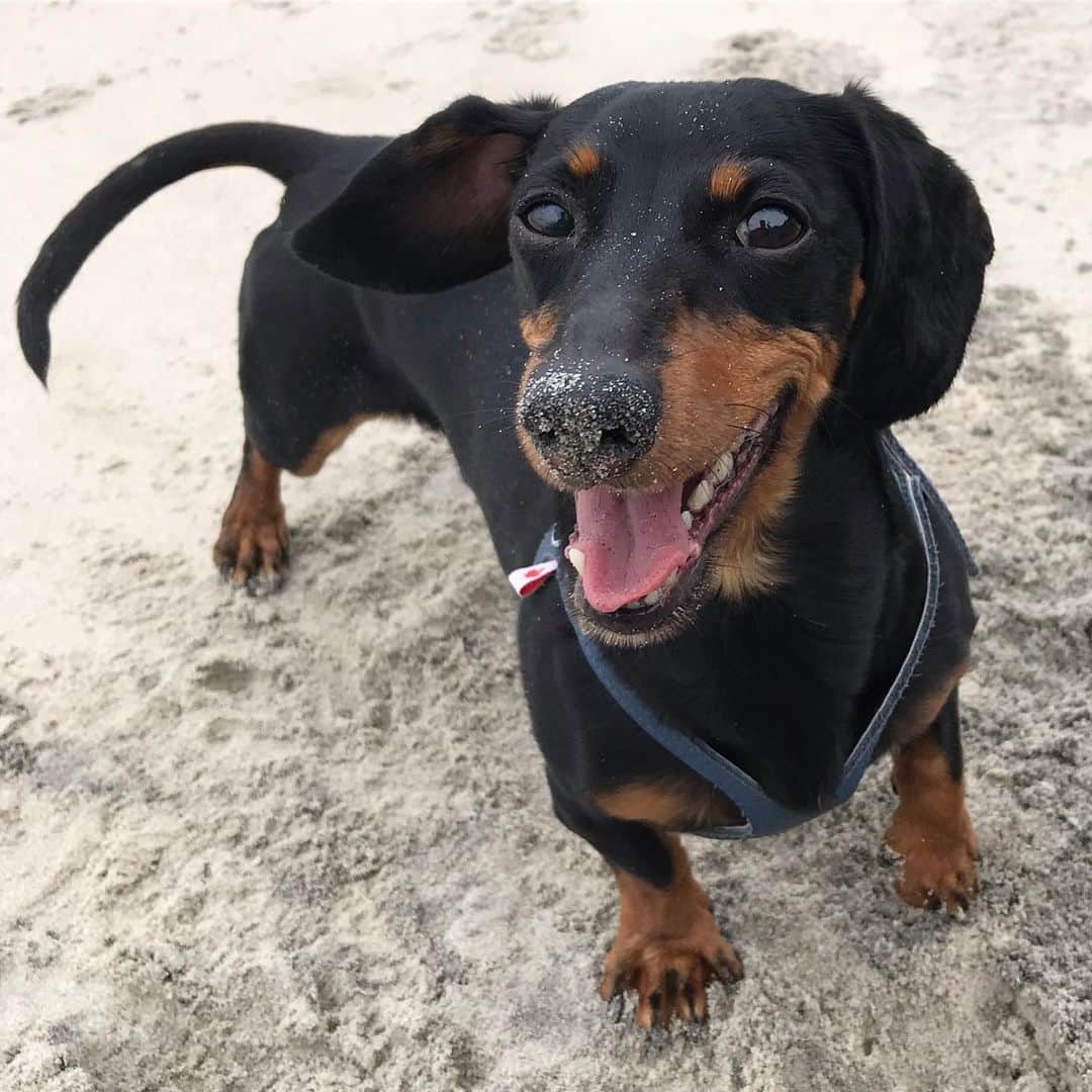 Crusoe the Celebrity Dachshundさんのインスタグラム写真 - (Crusoe the Celebrity DachshundInstagram)「“Just so you know, this is my happy face 😊” ~ Crusoe」7月6日 3時10分 - crusoe_dachshund