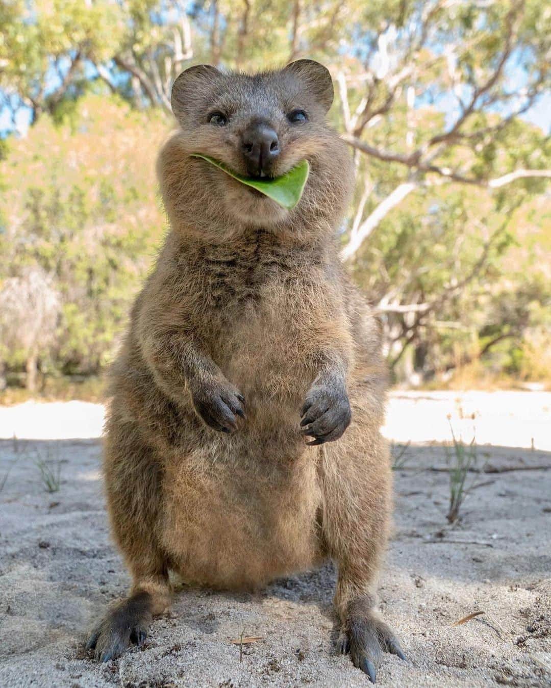 Australiaさんのインスタグラム写真 - (AustraliaInstagram)「Oops, looks like someone forgot to tell this #quokka to always chew with his mouth closed. 🙊 @cruzysuzy saw this adorable critter happily enjoying its lunch on @westernaustralia’s @rottnestislandwa, where a large population of them roam around freely. Hop on a @rottnestexpress, @sealinkrotto or @rottnestfastferries ferry from #Fremantle to get to this island, and hire a bike to get around. You’re guaranteed to see lots of them throughout the day; just stand still and let them come say hi to you.  #seeaustralia #justanotherdayinwa #rottnestisland #wildlife #travel」7月6日 4時00分 - australia