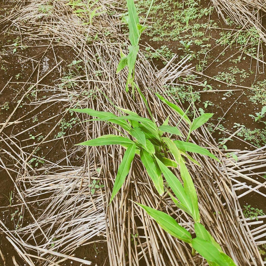 黛英里佳さんのインスタグラム写真 - (黛英里佳Instagram)「ちょっと実家に帰っていました😊  畑でとれた野菜たち。 とれたての枝豆は甘くて最高に美味しかったです😋  カットしたてて仔犬のようにみえるダンさん(もうおじーちゃんです)と散歩中なのに気合の抜けた顔の春男さん😂  今両親が畑で育てている野菜は、すいかに枝豆、なす、里芋、葉ショウガ、かぼちゃなどなど。  夏休みにすいかを収穫するのを甥っ子も楽しみにしています😊  甘くなってるといーなぁ🤣🍉 #本庄#野菜#犬たち#癒し」7月5日 19時30分 - erikamayuzumi_official