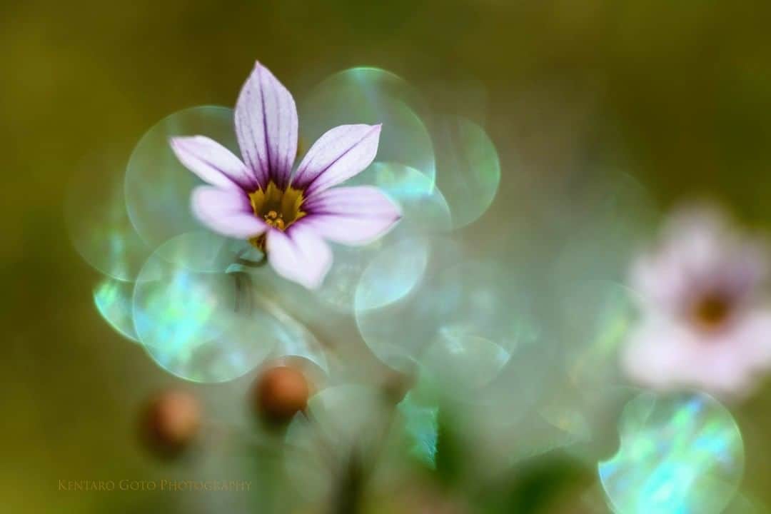 花の写真館のインスタグラム：「Photo by Goto Kentaro.⠀ .⠀ Original Post[投稿頂いたURL]⠀ https://www.facebook.com/photo.php?fbid=2058651967595813⠀ .⠀ 本アカウントは、 #私の花の写真 をつけてInstagramに投稿された皆さまの花の写真や、「花の写真館」Facebookページで投稿された花の写真を紹介します。⠀ 「花の写真館」Facebookページは、「 @floral.photograph 」のプロフィールにあるURLからご覧ください。⠀ .⠀ #花の写真館 #floralphotograph #floralphoto #flower #flowers #富士フイルム #FUJIFILM⠀ Follow: @floral.photograph」