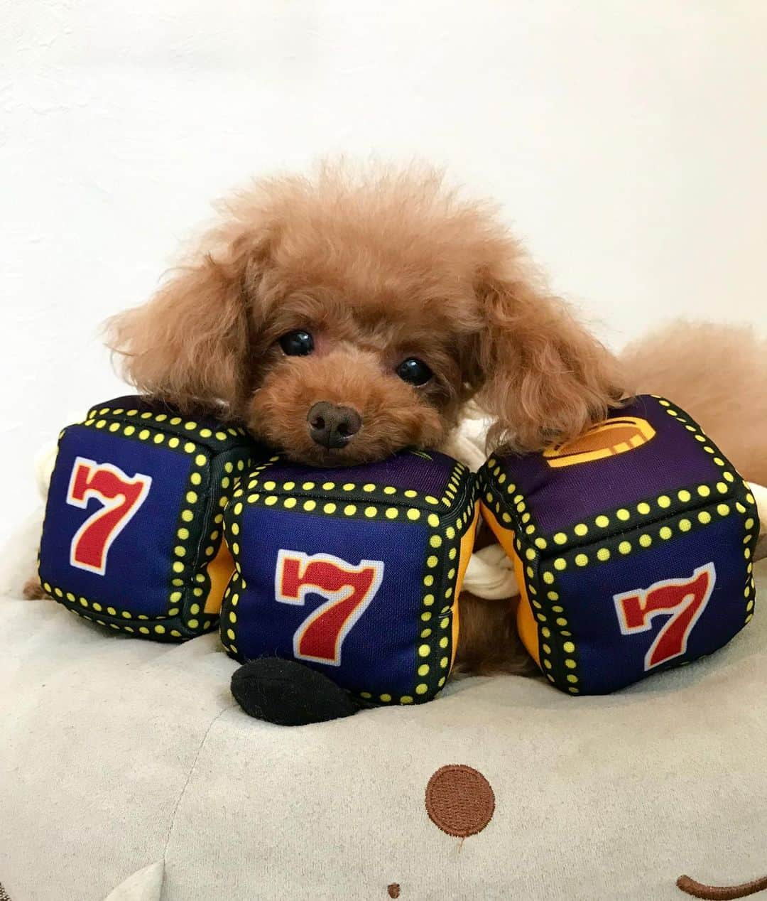 toshiyaotsuboさんのインスタグラム写真 - (toshiyaotsuboInstagram)「今回のドギーボックス @doggybox_jp  はカジノ🐶😉 スリーセブンにしても何のこっちゃ分からず、キョトンとしてましたが😂💦 もちろん美味しいオヤツもたくさん👍 #ドギーボックス#ドキボ #doggybox  #プードル#トイプードル#ティーカッププードル#犬#poodle#teacuppoodle#toypoodle#dog#dogstagram#instadog#푸들#caniche#Pudel#貴婦狗#animalsco」7月5日 19時33分 - toshiyaotsubo