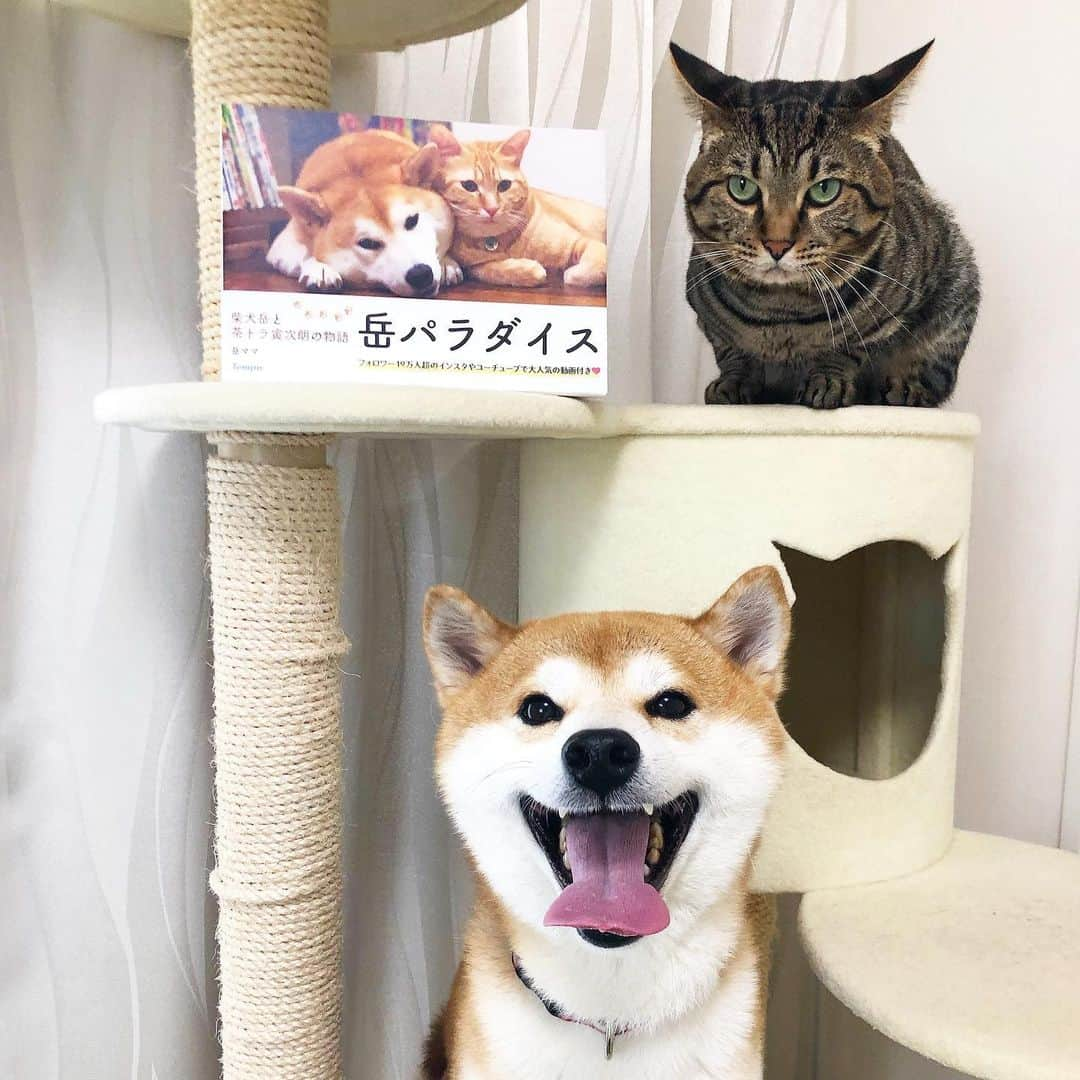 ゆうとろ（柴犬ゆうと猫のとろ）さんのインスタグラム写真 - (ゆうとろ（柴犬ゆうと猫のとろ）Instagram)「. 岳寅ちゃんの写真集が出たよー🎉 柴犬の心優しい岳ちゃんと、猫の甘えん坊の寅ちゃんがいつもほのぼの仲良くしています。 うちの仲良しとはえらい違いで😂 正統派の仲良しなフタリです。 . 投稿主で飼い主であるママさんとは、インスタから交流が始まって、今ではオフでも仲良くさせていただいています。 ゆうとろには手作りのジャーキー、飼い主や三男坊にもいつも色々送って下さいます。 ゆうとろの写真集が発売された時には、柴犬ケーキを含めたたくさんのケーキ詰合せを送って下さいました。 って、話がそれました。 . 写真集は、とっても仲良しな写真、岳ちゃんの得意な乗せ芸、色んな所にお出かけした写真など可愛らしいショットばかりでとても癒されました☺️ 良かったら皆様も見てみてくださいね♪ @shibainu.gaku  #岳パラダイス #ママさん写真集制作お疲れ様でした #発売おめでとうございます #うちはゆうがしつこいから仕方ない #とろが優しいから成り立ってる関係 #添い寝するほど仲良くなくても喧嘩しなきゃいいよ #何だかんだでお互いのことが大好きなゆうとろだもの」7月5日 19時33分 - yuandtoro