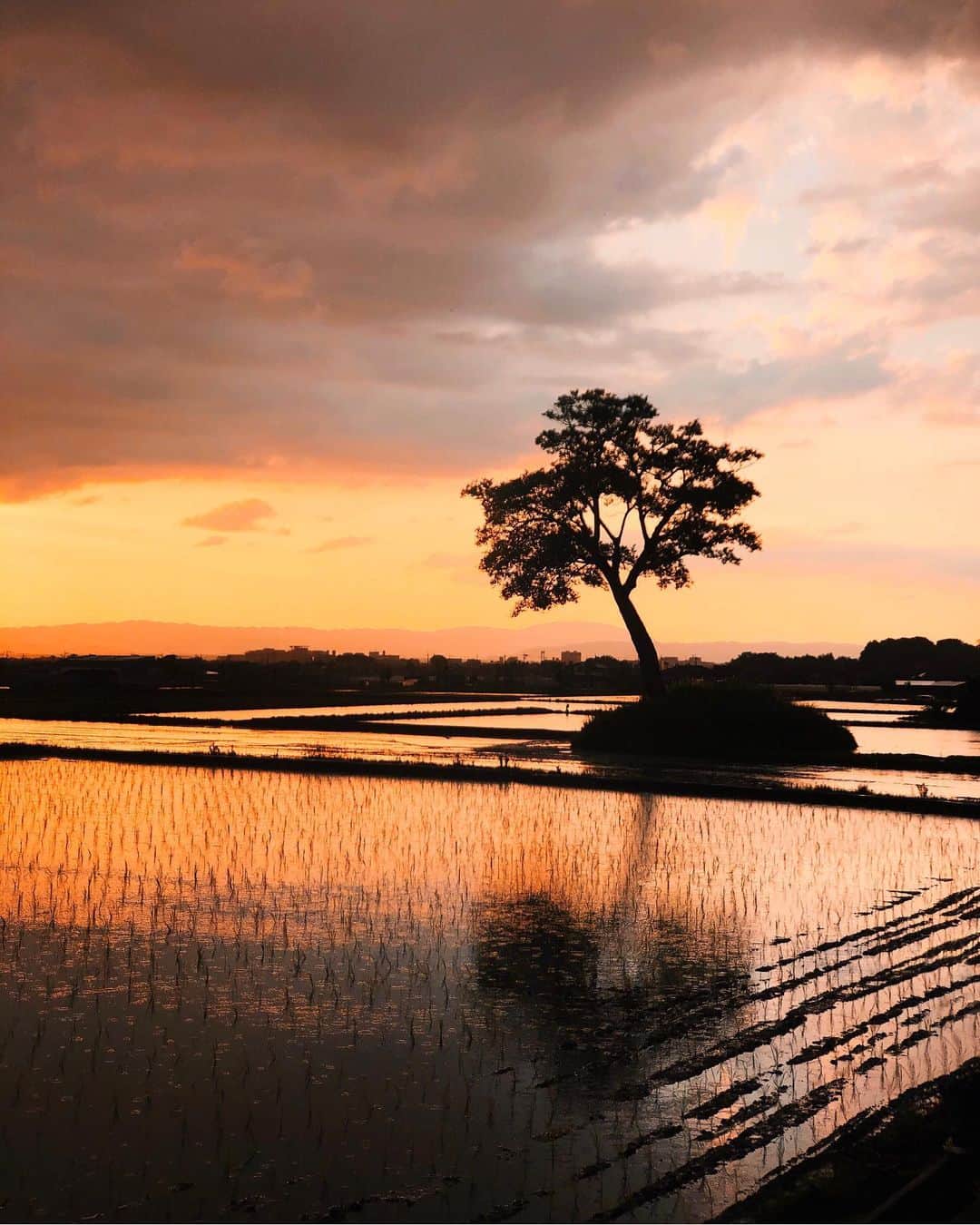 Koichiのインスタグラム：「. . After the rain . . #BeautifulJapan #小墾田宮 #古宮遺跡 .  #ShotOniPhone . Attachment lens by @tokyo_grapher Tele Lens 50mm #TG_Tele #ShotOn_TG .」