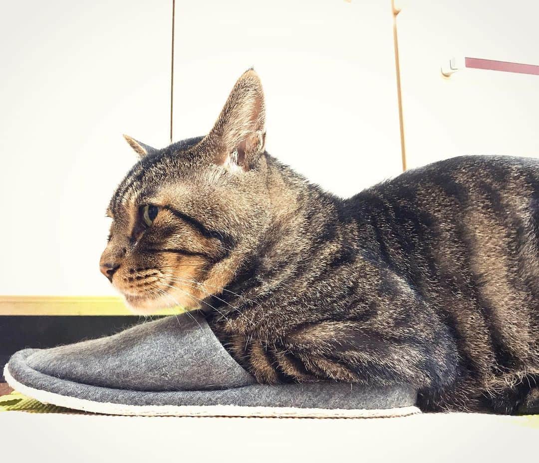 Musashiさんのインスタグラム写真 - (MusashiInstagram)「夕方ムサシさん。スリッパを履いた猫。Put on slippers. #musashi #mck #cat #キジトラ #ムサシさん#ねこすたぐらむ #musashi_the_cat」7月5日 20時16分 - _daisy